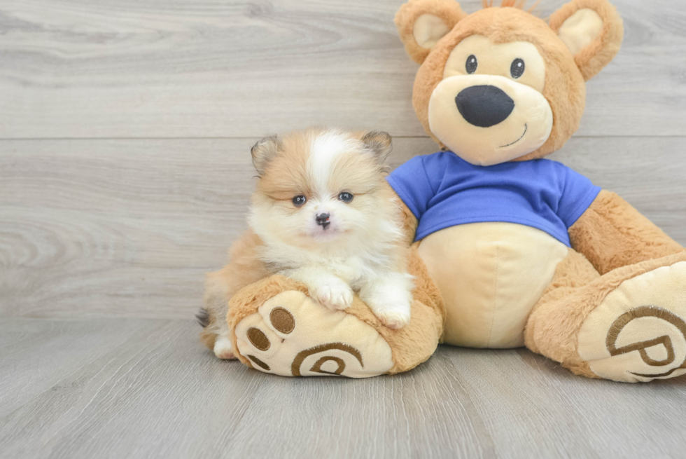 Smart Pomeranian Purebred Puppy