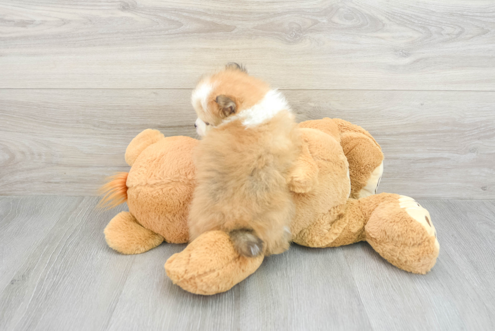 Adorable Pomeranian Purebred Puppy