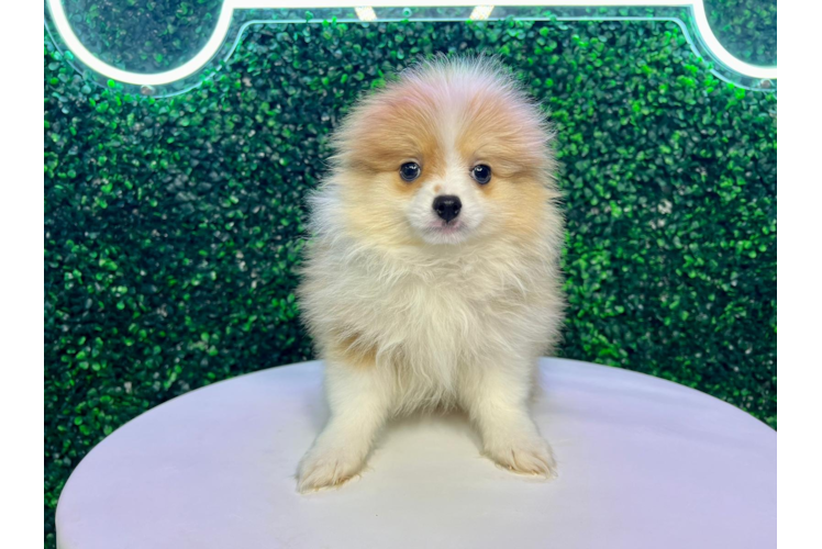 Pomeranian Pup Being Cute