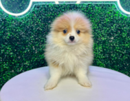 12 week old Pomeranian Puppy For Sale - Puppy Love PR