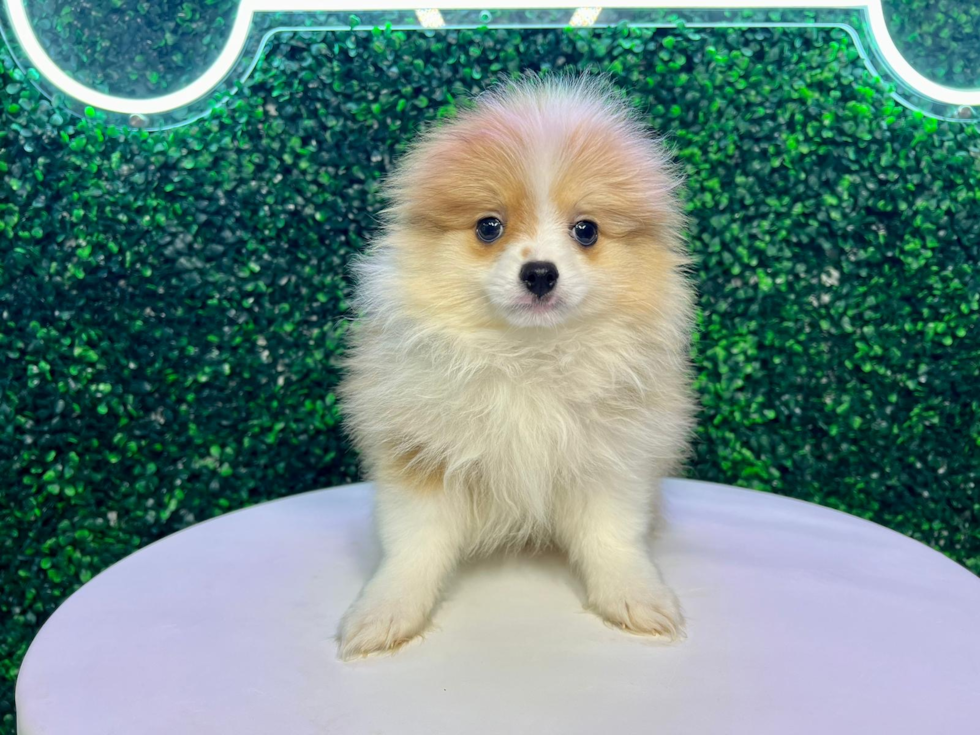 Pomeranian Pup Being Cute