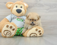 9 week old Pomeranian Puppy For Sale - Puppy Love PR