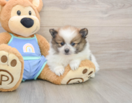 8 week old Pomeranian Puppy For Sale - Puppy Love PR
