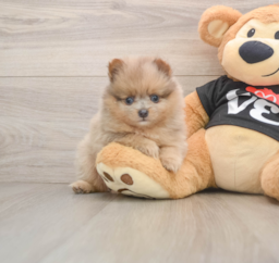 8 week old Pomeranian Puppy For Sale - Puppy Love PR