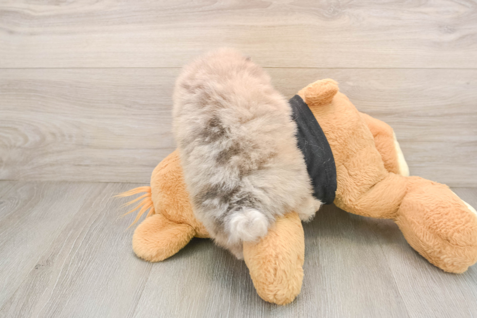 Akc Registered Pomeranian Baby