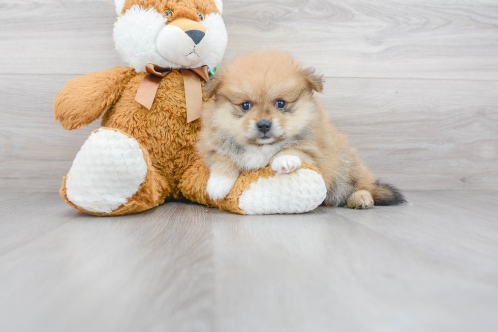 Cute Pomeranian Purebred Puppy