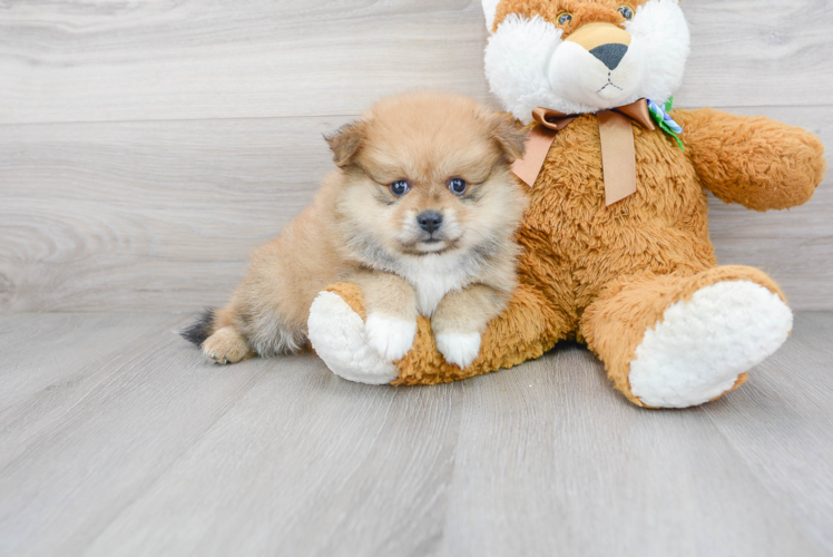 Cute Pomeranian Purebred Puppy