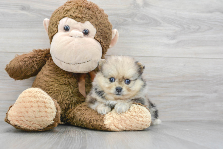 Meet Latte - our Pomeranian Puppy Photo 1/3 - Puppy Love PR Pomeranian Puppy for Adoption