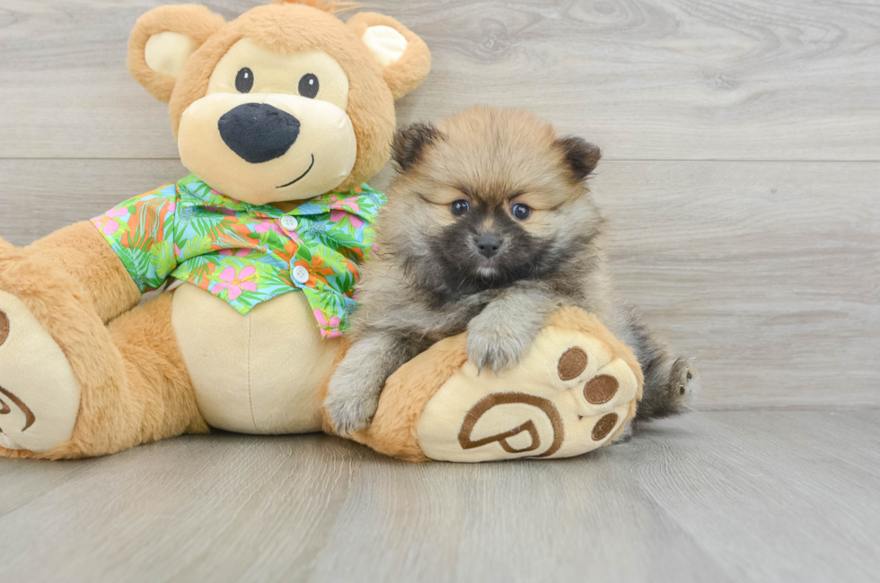 6 week old Pomeranian Puppy For Sale - Puppy Love PR