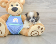 7 week old Pomeranian Puppy For Sale - Puppy Love PR