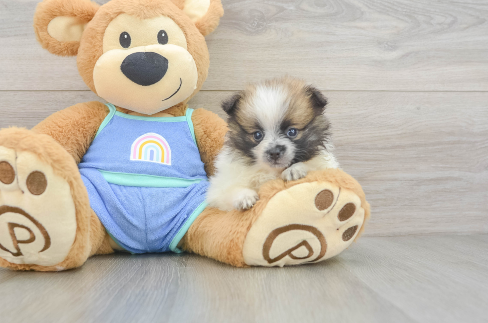 6 week old Pomeranian Puppy For Sale - Puppy Love PR