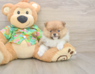 7 week old Pomeranian Puppy For Sale - Puppy Love PR