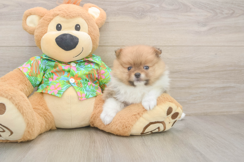 5 week old Pomeranian Puppy For Sale - Puppy Love PR