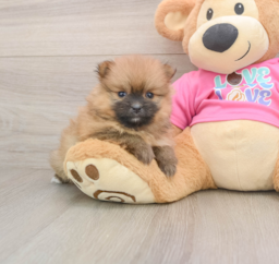 8 week old Pomeranian Puppy For Sale - Puppy Love PR