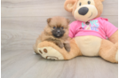 Best Pomeranian Baby