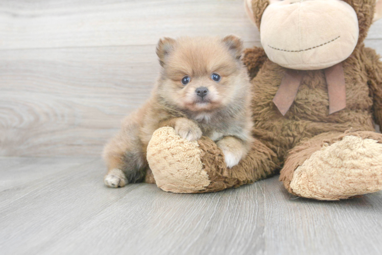 Meet Latte - our Pomeranian Puppy Photo 1/3 - Puppy Love PR Best Pomeranian Baby