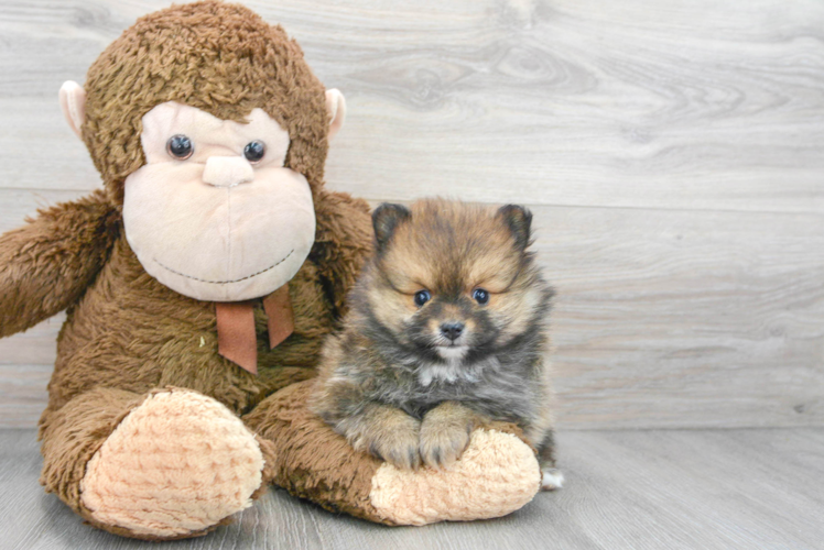 Meet Latte - our Pomeranian Puppy Photo 1/3 - Puppy Love PR Smart Pomeranian Purebred Puppy