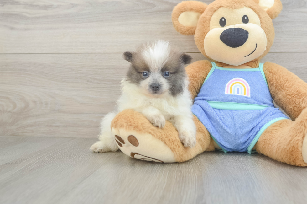 6 week old Pomeranian Puppy For Sale - Puppy Love PR