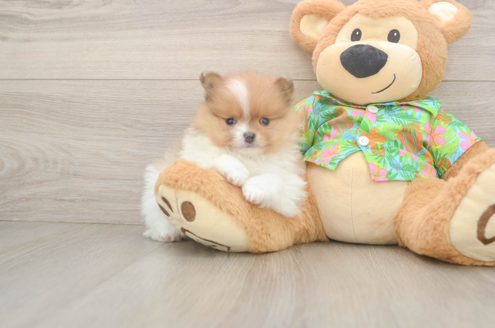 5 week old Pomeranian Puppy For Sale - Puppy Love PR