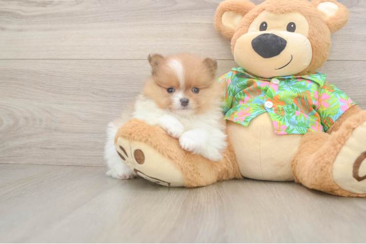 Meet Lolo - our Pomeranian Puppy Photo 1/3 - Puppy Love PR Energetic Dwarf Spitz Purebred Puppy