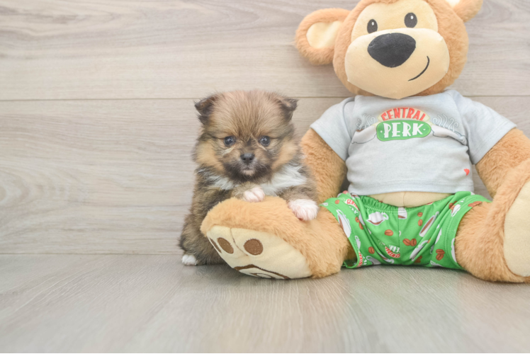 Best Pomeranian Baby