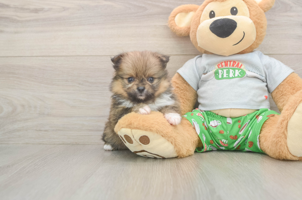 6 week old Pomeranian Puppy For Sale - Puppy Love PR