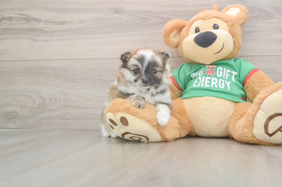 5 week old Pomeranian Puppy For Sale - Puppy Love PR