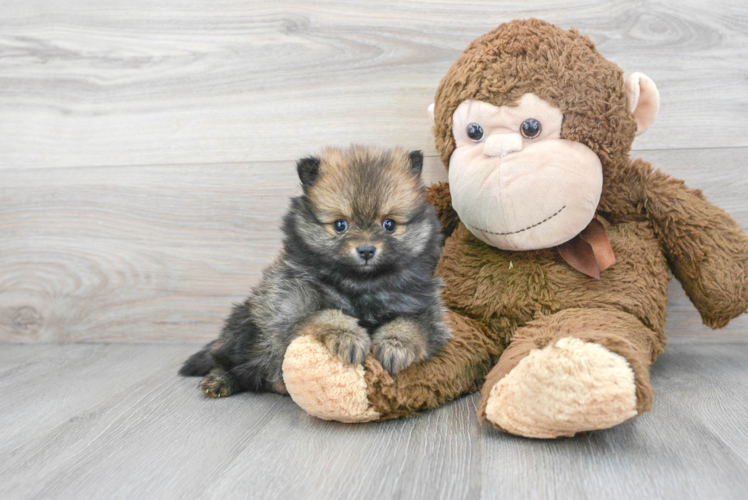 Meet Lolo - our Pomeranian Puppy Photo 1/3 - Puppy Love PR Pomeranian Puppy for Adoption