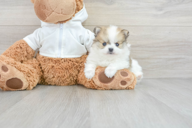 Meet London - our Pomeranian Puppy Photo 1/3 - Puppy Love PR Pomeranian Puppy for Adoption