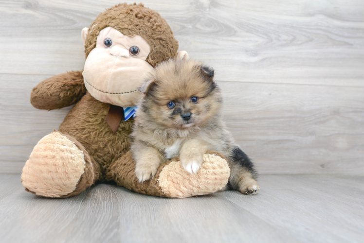 Meet London - our Pomeranian Puppy Photo 1/3 - Puppy Love PR Best Pomeranian Baby