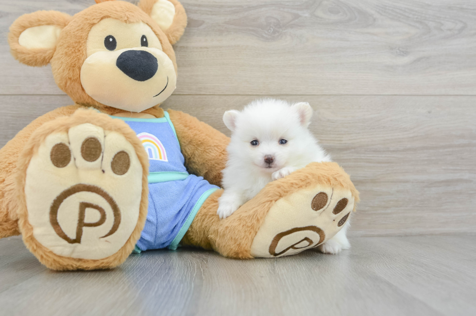 5 week old Pomeranian Puppy For Sale - Puppy Love PR