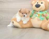7 week old Pomeranian Puppy For Sale - Puppy Love PR