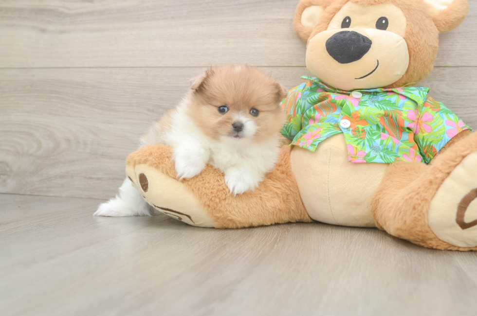 5 week old Pomeranian Puppy For Sale - Puppy Love PR