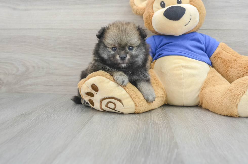 5 week old Pomeranian Puppy For Sale - Puppy Love PR