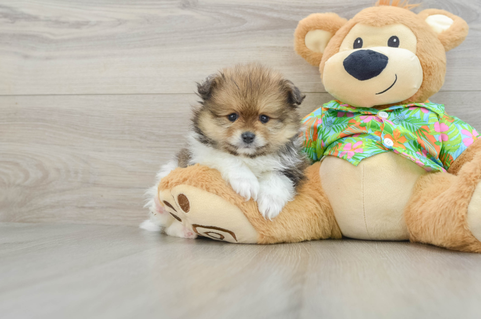 6 week old Pomeranian Puppy For Sale - Puppy Love PR