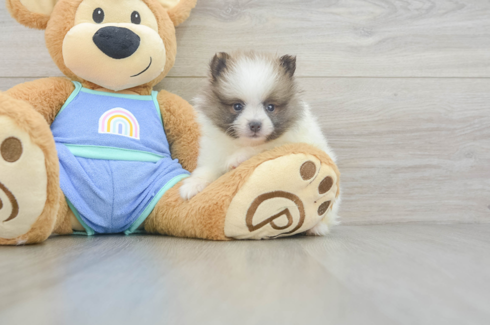 6 week old Pomeranian Puppy For Sale - Puppy Love PR