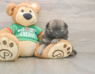 6 week old Pomeranian Puppy For Sale - Puppy Love PR
