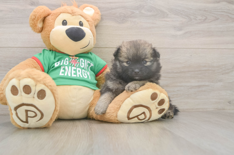 5 week old Pomeranian Puppy For Sale - Puppy Love PR