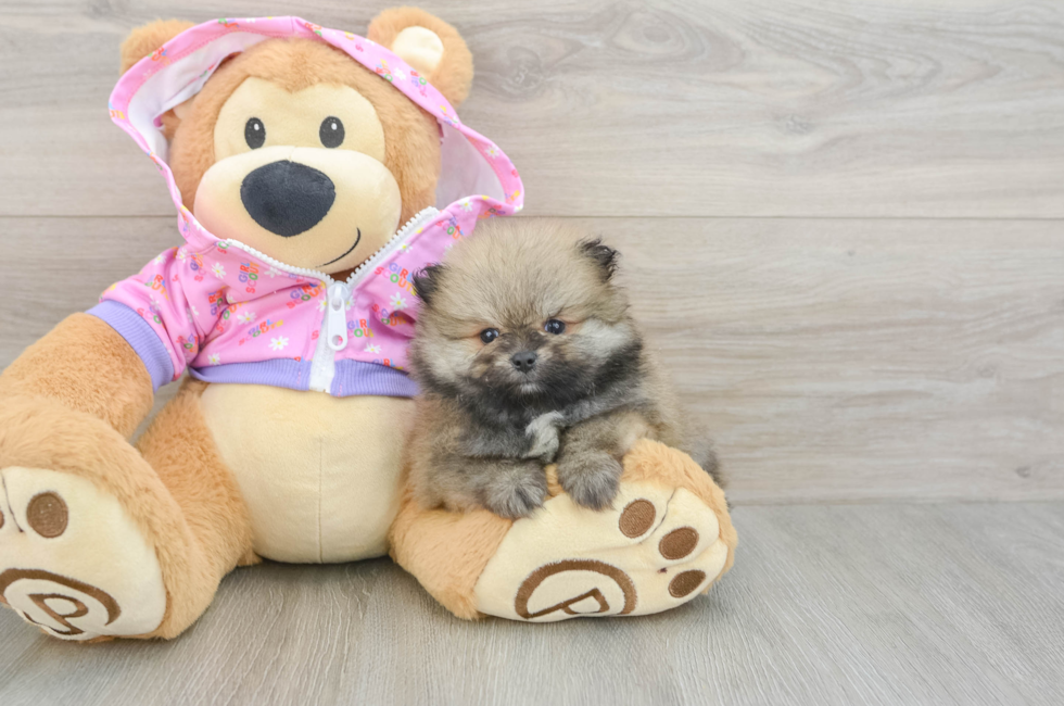 7 week old Pomeranian Puppy For Sale - Puppy Love PR