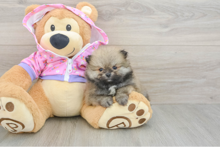 Meet Macey - our Pomeranian Puppy Photo 1/3 - Puppy Love PR Friendly Pomeranian Baby