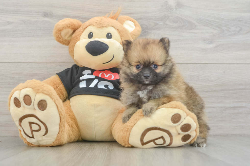 6 week old Pomeranian Puppy For Sale - Puppy Love PR