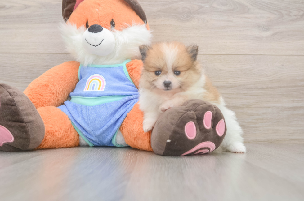 5 week old Pomeranian Puppy For Sale - Puppy Love PR