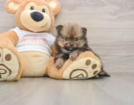 8 week old Pomeranian Puppy For Sale - Puppy Love PR