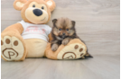 Funny Pomeranian Purebred Pup