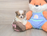 7 week old Pomeranian Puppy For Sale - Puppy Love PR