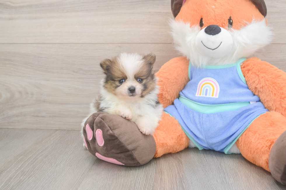 5 week old Pomeranian Puppy For Sale - Puppy Love PR