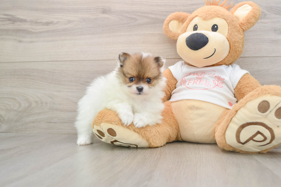 Playful Pomeranian Baby
