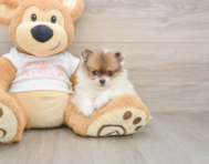 8 week old Pomeranian Puppy For Sale - Puppy Love PR