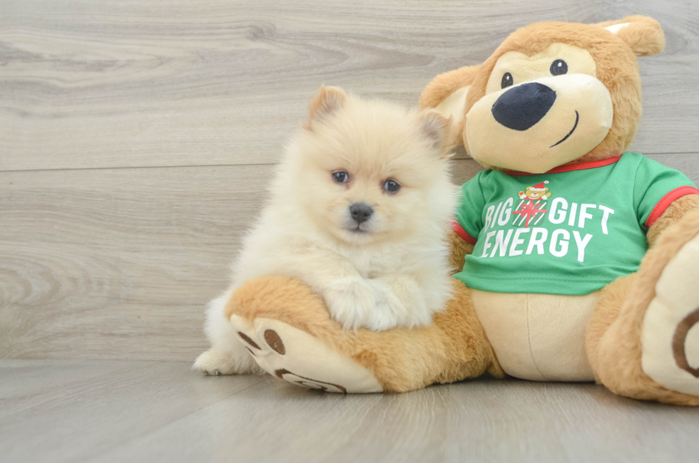 6 week old Pomeranian Puppy For Sale - Puppy Love PR