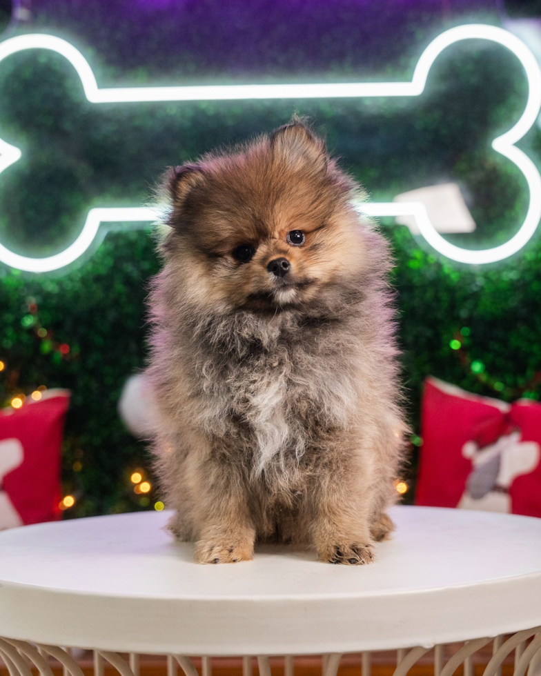 Pomeranian Puppy for Adoption